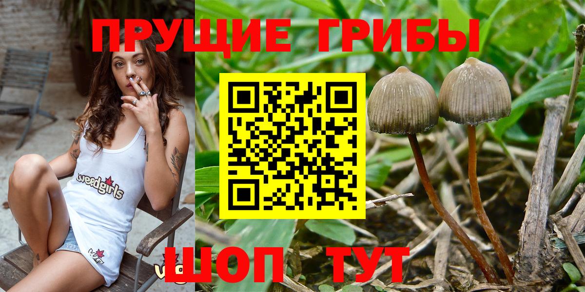 Псилоцибиновые грибы ЛСД  Псилоцибиновые грибы Psilocybe  Отрадное  где найти наркотики  Вход с VPN 